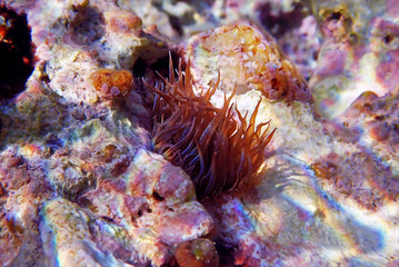 Yellow aiptasia glasrose Mediterranean sea anemone -  Aiptasia diaphana