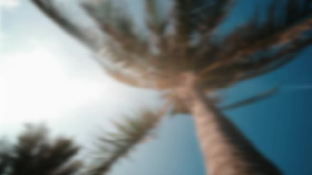 Defocused, blurry view up or bottom view coconut palm trees forest in sunshine. Royalty high-quality free video footage scenic view coconut palm tree with sun light in forest when looking up blue sky