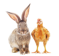 Chicken with rabbit.