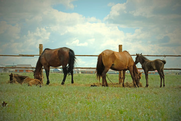 Horses and foals in the paddock. The concept of cattle breeding. Beautiful animals graze in the meadow