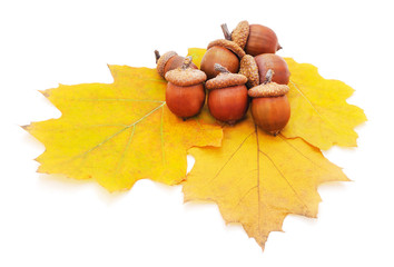 Acorns on a yellow leaf.