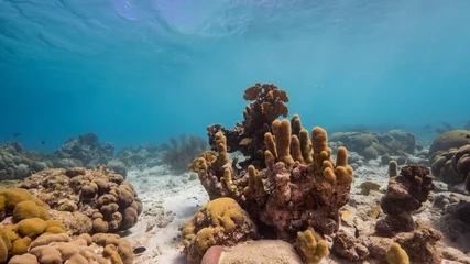 Fototapeten Meereslandschaft des Korallenriffs im Karibischen Meer um Curacao mit Säulenkorallen und Schwämmen © NaturePicsFilms