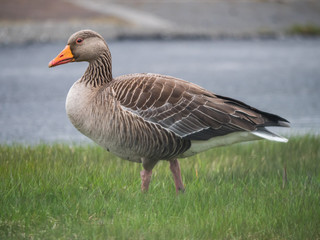 Anser anser - Greylag goose, a species of grey or gray goose.