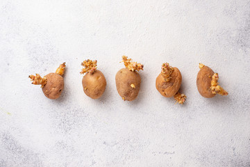 Sprouted organic potatoes on light background