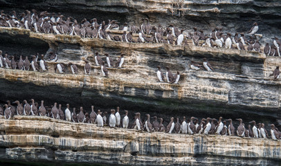 Uria aalge - Common Guillemots or Common Murres standing in a dense colony along ledges on cliff...
