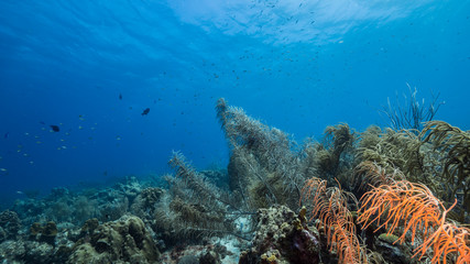 Fototapeta na wymiar Seascape of coral reef in the Caribbean Sea around Curacao with coral and sponge