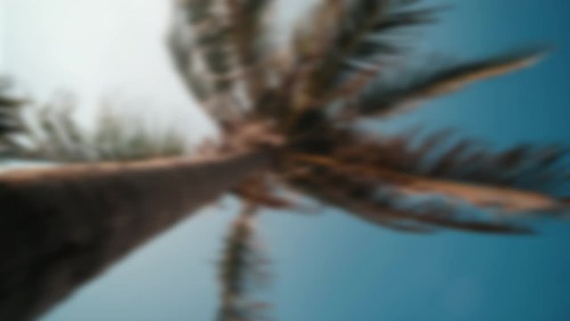 Defocused, blurry view up or bottom view coconut palm trees forest in sunshine. Royalty high-quality free video footage scenic view coconut palm tree with sun light in forest when looking up blue sky