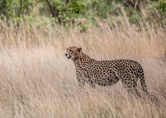 cheetah in the grass