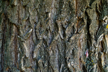 Wood texture. The texture of the wooden surface. Texture old wood.