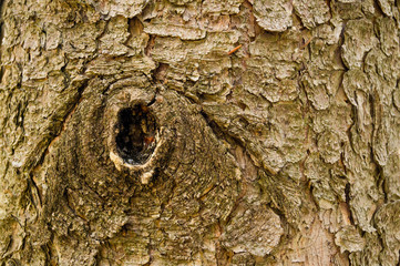Wood texture. The texture of the wooden surface. Texture old wood.