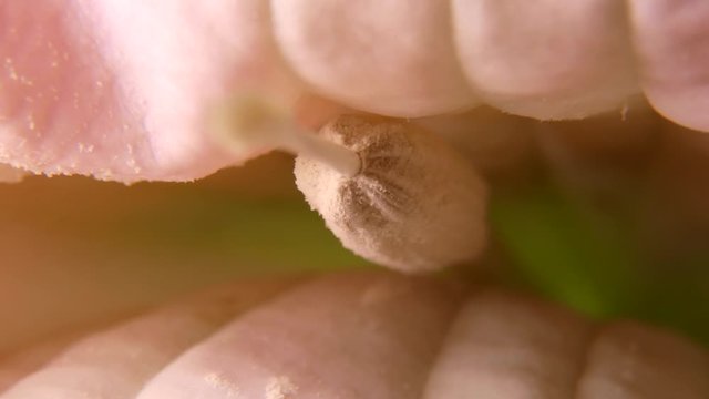 Macro image of flower stigma