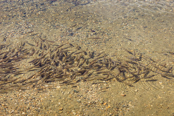 Close up of flock of small fish in the Kidney lake, one of seven Rila lakes in transparent, clear, glacial water