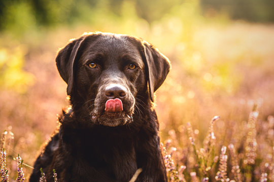 Labrador sitz im Feld und streckt die Zunge heraus