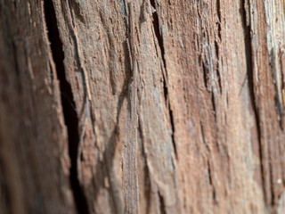 Blurred background the bark of grapes