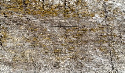 Wooden texture background. Old wood texture with green yellow mold. Different scratches and lines. White, green and grey colours. Background for text or design