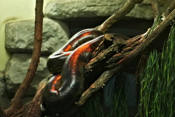 Big snake in orange light, serpens