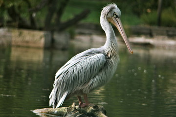 Big white bird, pelican on wood in lake
