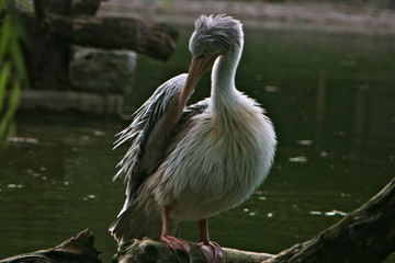 Big white bird, pelican on wood in lake