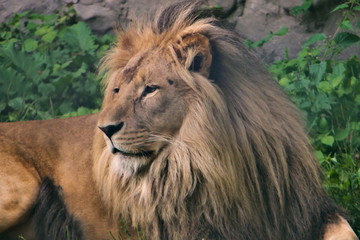 Head of the big lion lies in the grass