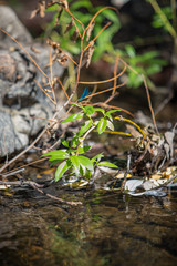 Libellule, fly, insect, nature