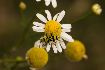 	 Chlorophorus varius, the grape wood borer, is a species of beetle in the family Cerambycidae. Tripleurospermum inodorum, wild chamomile, mayweed, false chamomile, and Baldr's brow.