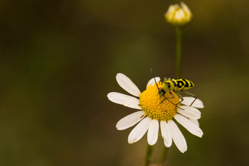 	 Chlorophorus varius, the grape wood borer, is a species of beetle in the family Cerambycidae. Tripleurospermum inodorum, wild chamomile, mayweed, false chamomile, and Baldr's brow.