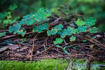 Green Clover on the forest floor