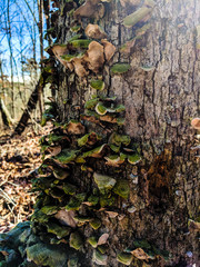 tree fungus