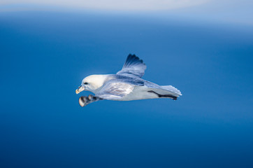 Fototapeta na wymiar Bird flying low over the ocean, North sea on the coast of Shetland