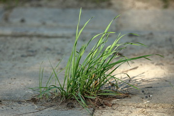 rare grass on the ground on arid surrounding, concept of desertification land