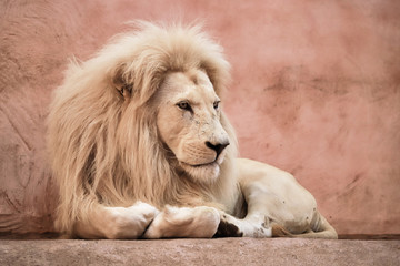 Obraz premium Big lion at the zoo