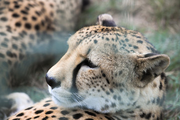 Cheetah head close up