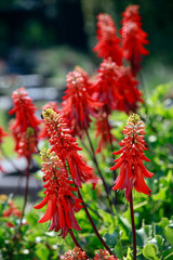 Natal-Korallenbaum (Erythrina humana)