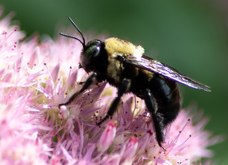 Carpenter Bee pause at a Sedum Bar for a sip of Nectar