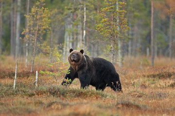 Obraz na płótnie Canvas brown bear, ursus arctos, Finland