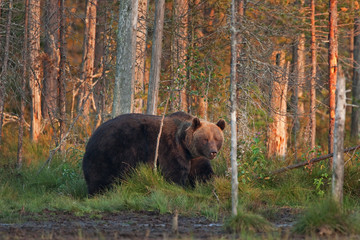 brown bear, ursus arctos, Finland