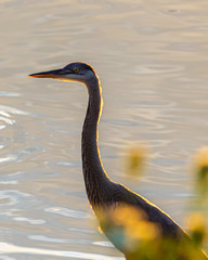 Great blue Heron Portrait