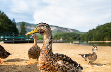 Ducks on Beach by Mountain Lake