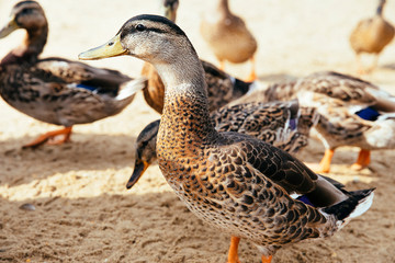 Ducks on Beach by Mountain Lake
