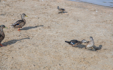 Fototapeta premium Ducks on Beach by Mountain Lake