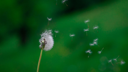 Close up view of one dandelion (Taraxacum) on the strong wind blowing from the left side. Seeds flying around. Flowers,  green background.