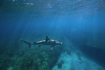 Caribbean reef shark, carcharhinus perezi,The Bahamas, Bimini island