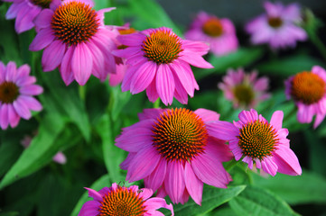 Cone Flowers in Magenta