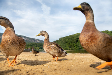 Ducks on Beach by Mountain Lake