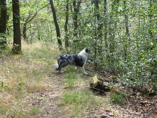 Hund
