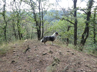 Hund