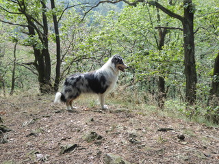 Hund