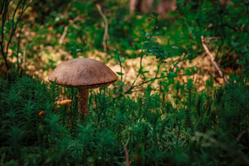 Mushroom in the forest. A fabulous summer forest and its inhabitants.