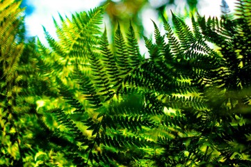 Natural floral long exposure blurred fern background.