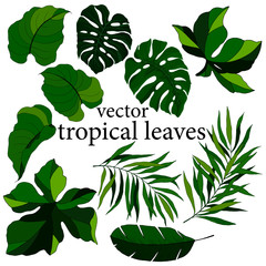 set of isolated leaves, tropical plants